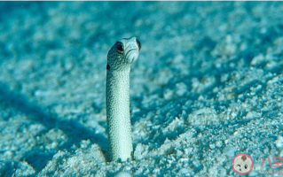 栖息在珊瑚沙中的花园鳗是一种什么动物 神奇海洋2月22日答案